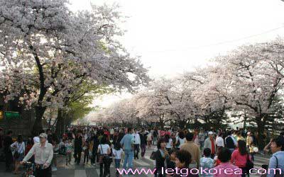 spring-korea